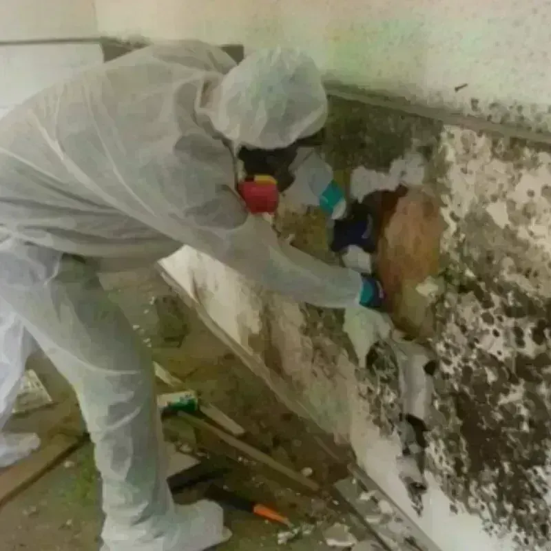 Mold Remediation and Removal in Arapahoe, WY